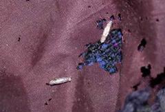 Moth Control North Wales