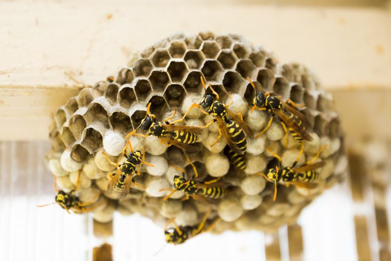 Wasp Nest Treatment North Wales